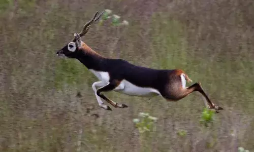 राजधानी भोपाल में मिला काले हिरण का शव, शरीर पर मिले घाव के निशान, शिकार की आशंका...