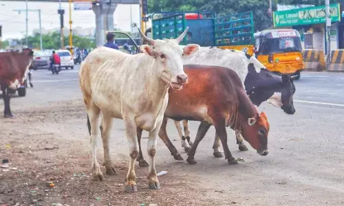 सड़कों पर घूमने वाली गायों को अब आवारा नहीं, कहें बेसहारा...