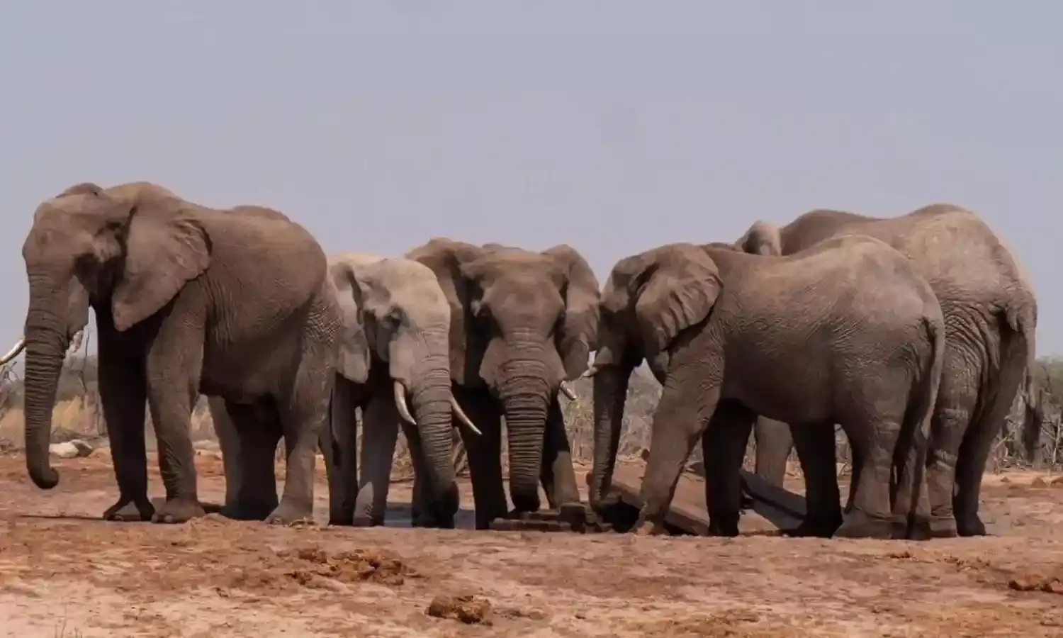 मध्य प्रदेश में 7 हाथियों की संदिग्ध मौत, वन विभाग की जांच शुरू