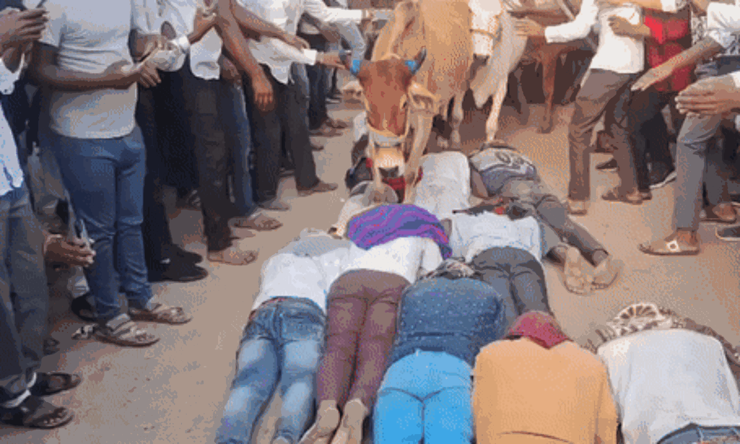 गोवर्धन पूजा के दिन गायों के पैरों तले खुद को रौंदवाने का रिवाज