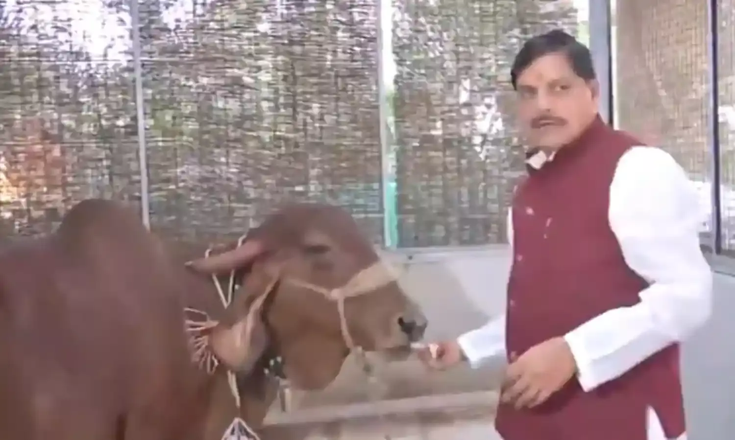 गोवर्धन पूजा पर गौशाला पहुंचे CM मोहन यादव, गायों की पूजा कर बोले- भारत की पहचान है गौवंश