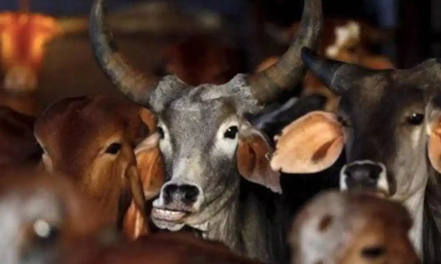 जमघट पर गाय को ट्रैक्टर से बांध कर घसीटा, वीडियो वायरल होने पर हड़कंप, प्रधान सहित चार पर एफआईआर…