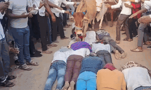 गोवर्धन पूजा के दिन गायों के पैरों तले खुद को रौंदवाने का रिवाज