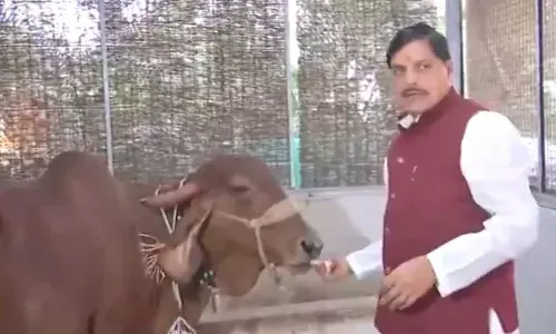 गोवर्धन पूजा पर गौशाला पहुंचे CM मोहन यादव, गायों की पूजा कर बोले- भारत की पहचान है गौवंश