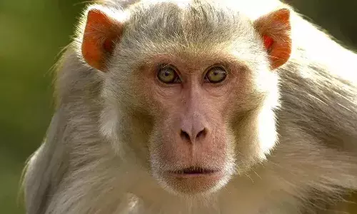 उत्पाती बंदर का आतंक, 30 से अधिक ग्रामीण घायल