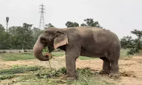10 हाथियों की मौत का रहस्य बरकरार, सरकार की बड़ी कार्रवाई...