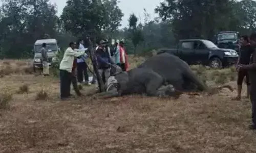 Elephants Mysterious Death in Bandhavgarh Tiger Reserve