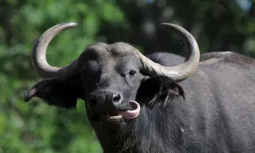 ऑनलाइन भैंस खरीदने के चक्कर में युवक हुआ ठगी का शिकार, 40 हजार की धोखाधड़ी…