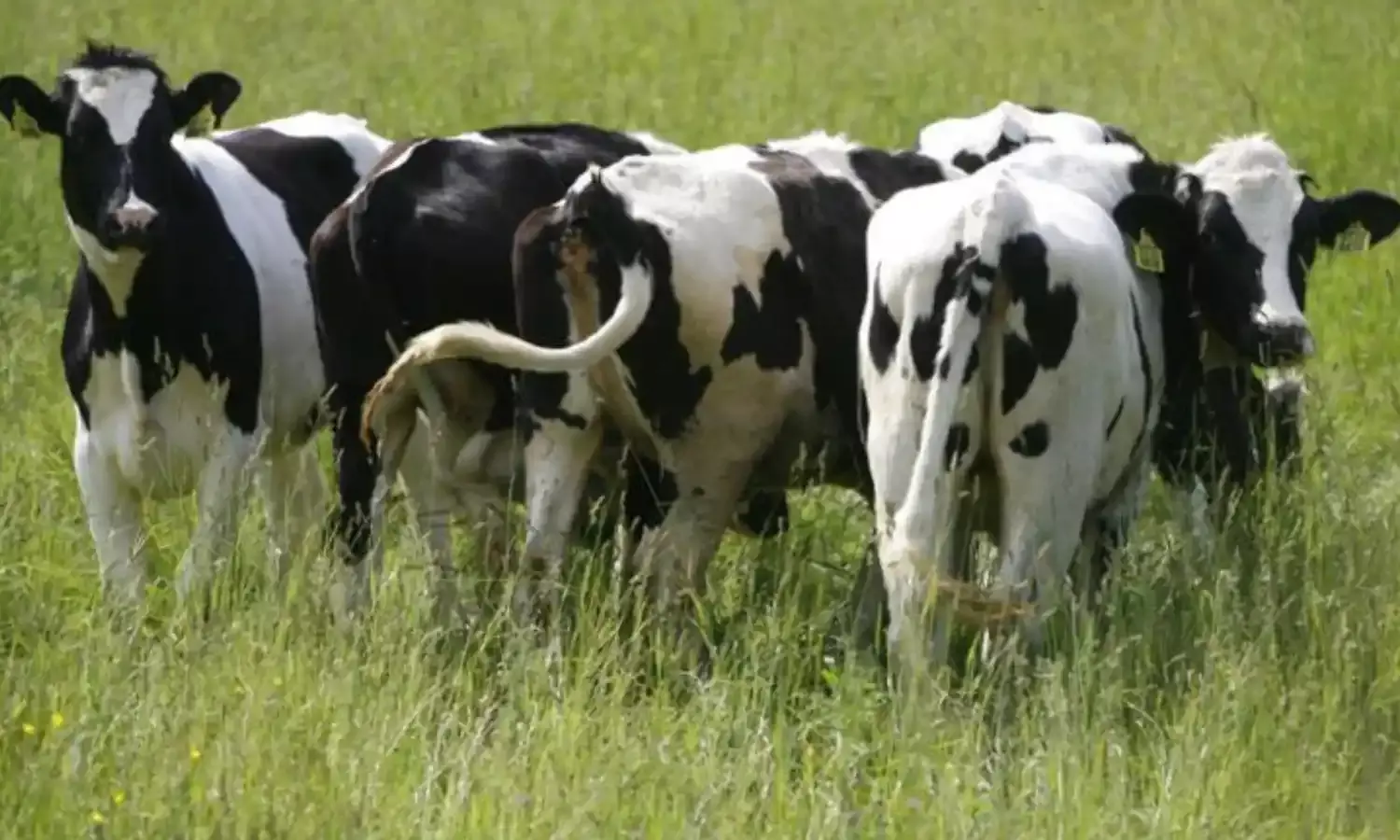 गायों की डकार पर टैक्स, पर्यावरण को बचाने के लिए सरकार ने लिया फैसला