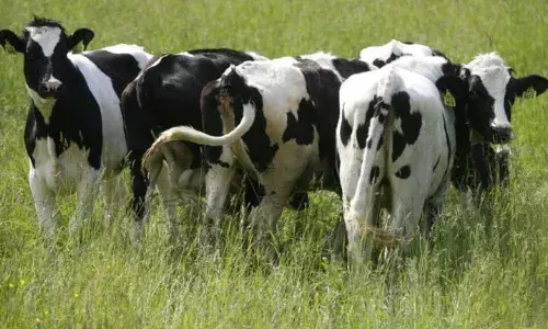 गायों की डकार पर टैक्स, पर्यावरण को बचाने के लिए सरकार ने लिया फैसला