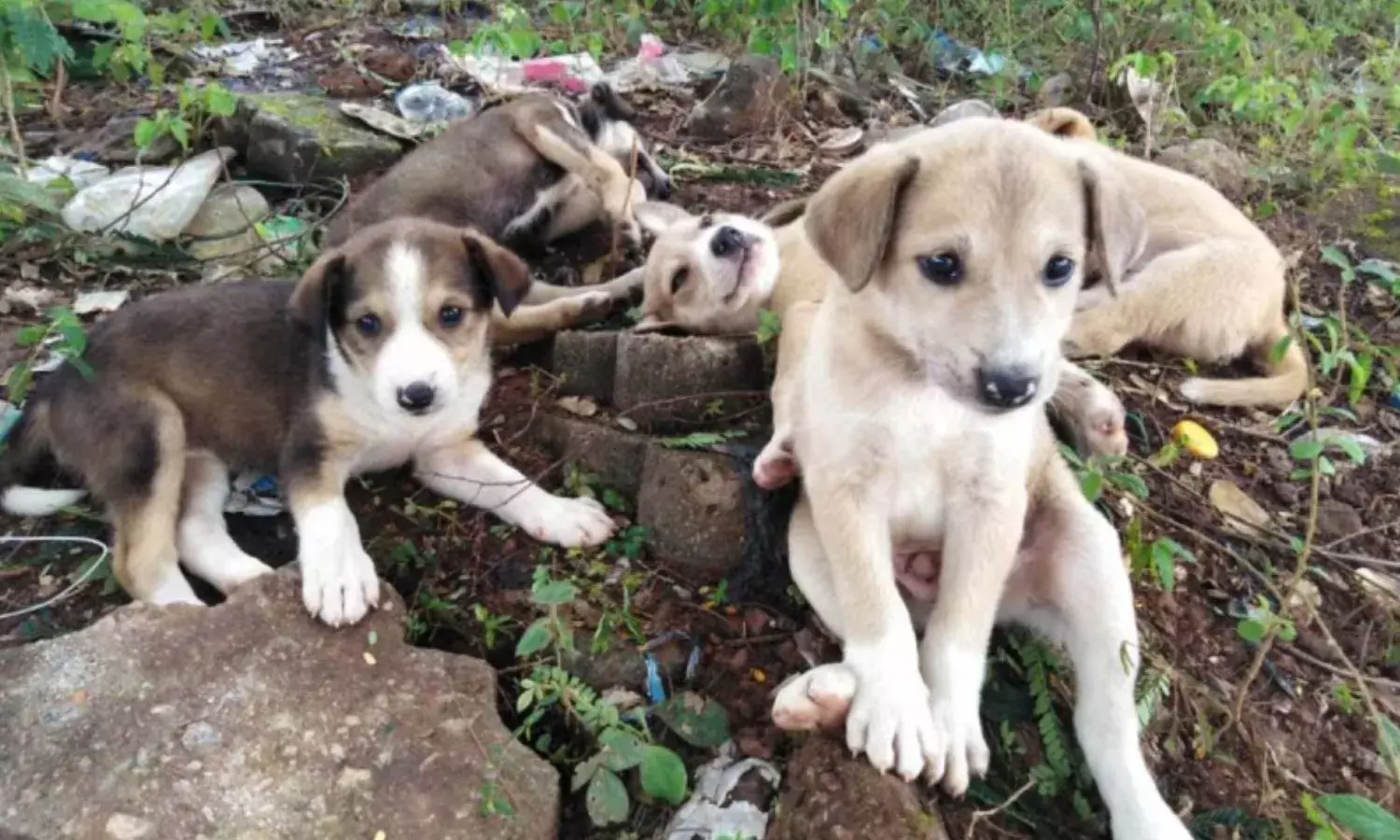 सांकेतिक चित्र