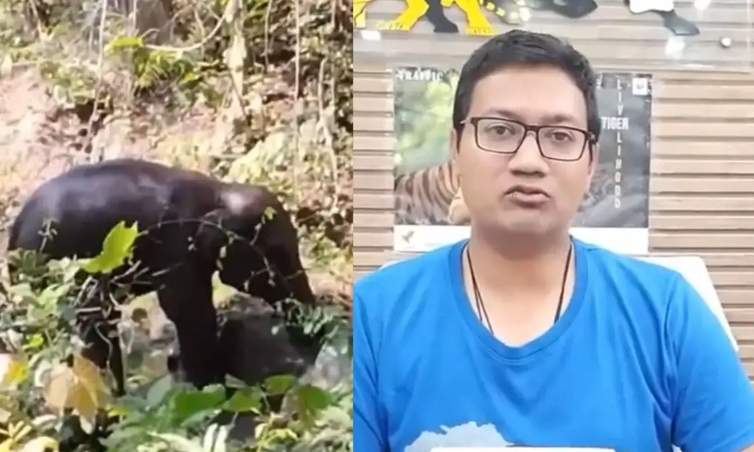 बम विस्फोट में हाथी का बच्चा आने के बाद वन विभाग में हड़कंप