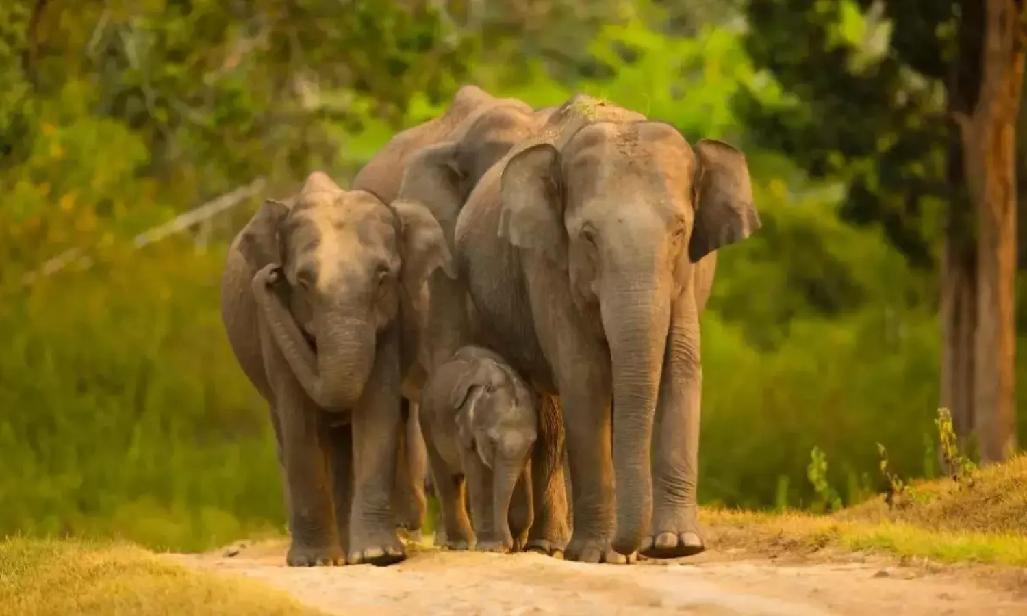 इंडियन वेटरनरी रिसर्च इंस्टीट़्यूट की जांच रिपोर्ट में खुलासा... इंडियन वेटरनरी रिसर्च इंस्टीट़्यूट की जांच रिपोर्ट में खुलासा...