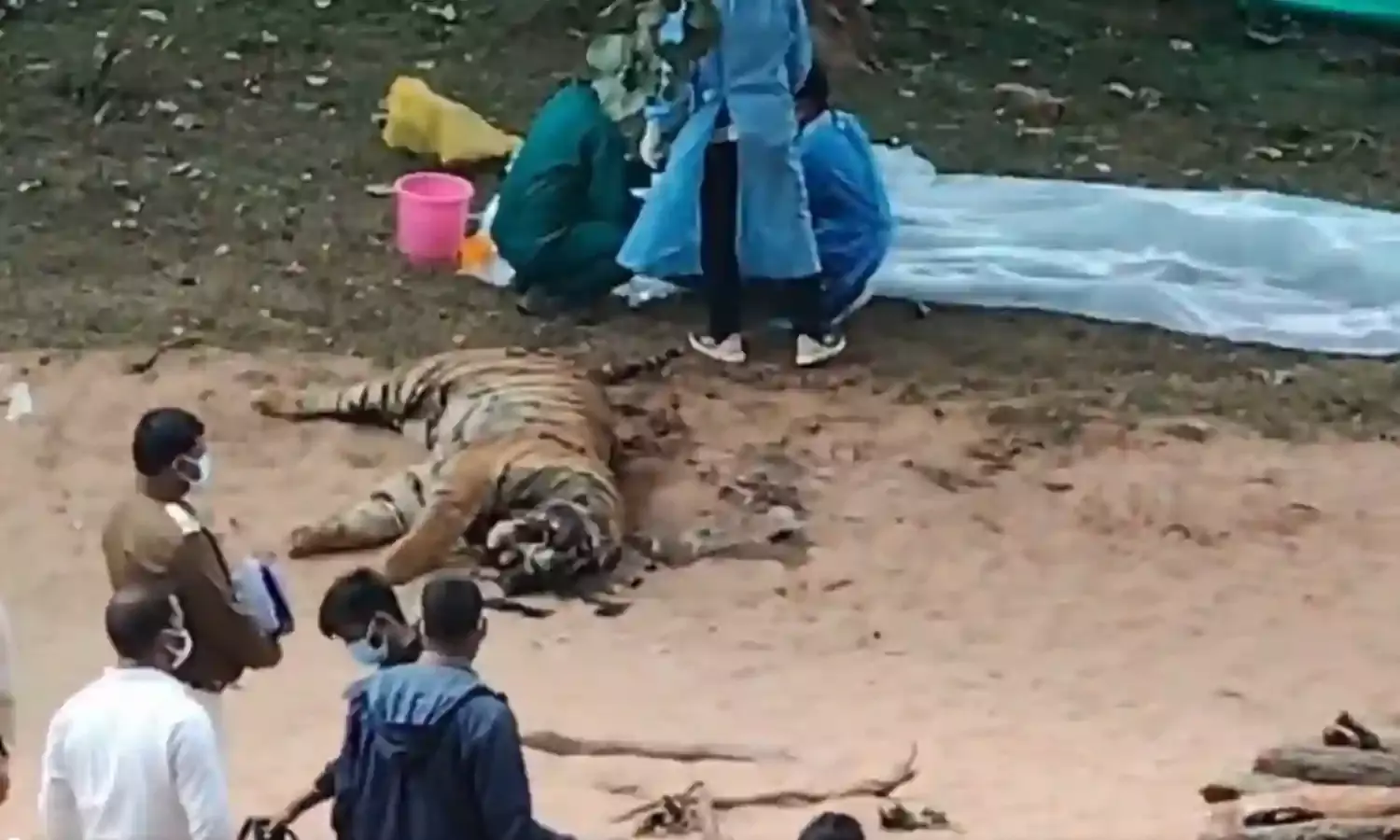 Korea Tiger Death Case