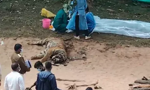 Korea Tiger Death Case