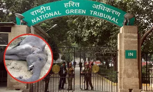 MP में हाथियों की मौत पर NGT सख्त, 12 दिसंबर से पहले मांगा नोटिस का जवाब