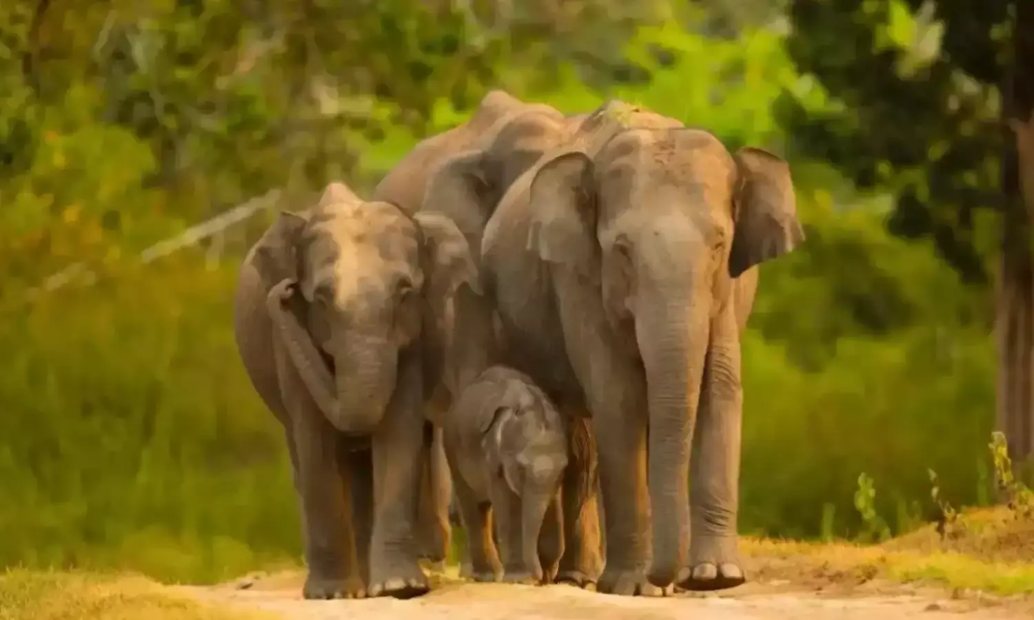 10 हाथियों की मौत के बाद जनजाति क्षेत्रों में मुनाफाखोर सक्रिय, अफवाहों की गिरफ्त में “श्रीअन्न” का बाजार… 10 हाथियों की मौत के बाद जनजाति क्षेत्रों में मुनाफाखोर सक्रिय, अफवाहों की गिरफ्त में “श्रीअन्न” का बाजार…
