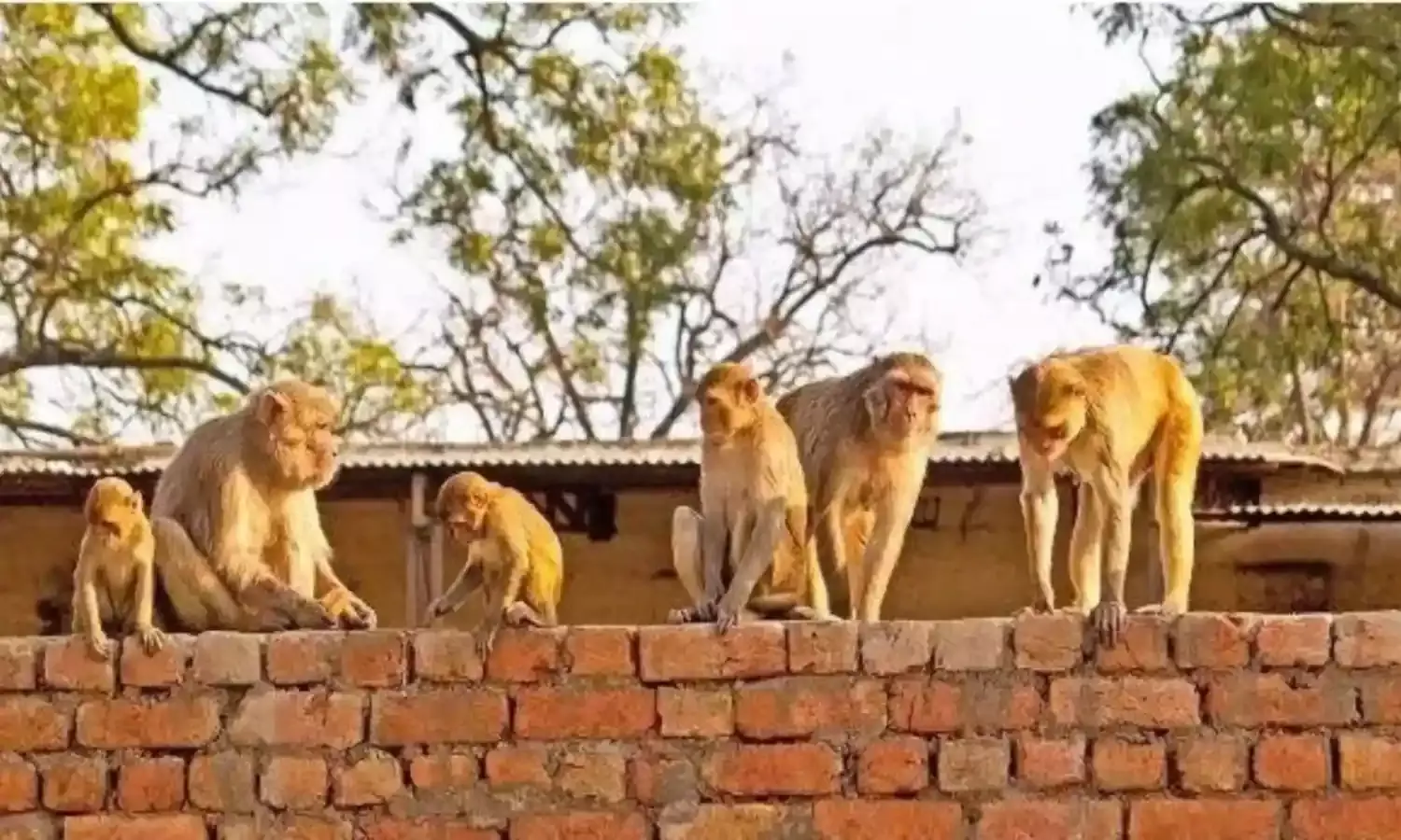 हाथरस में 145 बंदरों की मौत, FCI गोदाम में पड़े मिले मृत, जानें पूरा मामला