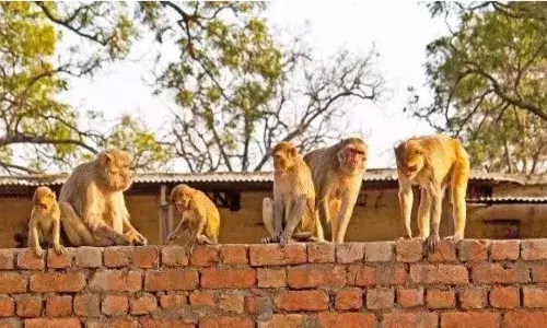 हाथरस में 145 बंदरों की मौत, FCI गोदाम में पड़े मिले मृत, जानें पूरा मामला