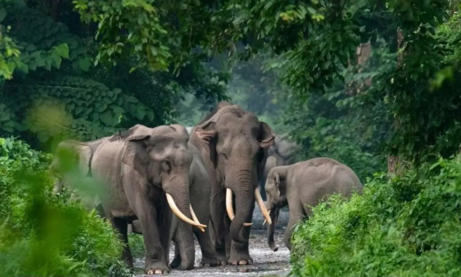 बांधवगढ़ में हाथियों की मौत के मामले में सरकार का एक्शन