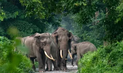 बांधवगढ़ में हाथियों की मौत के मामले में सरकार का एक्शन