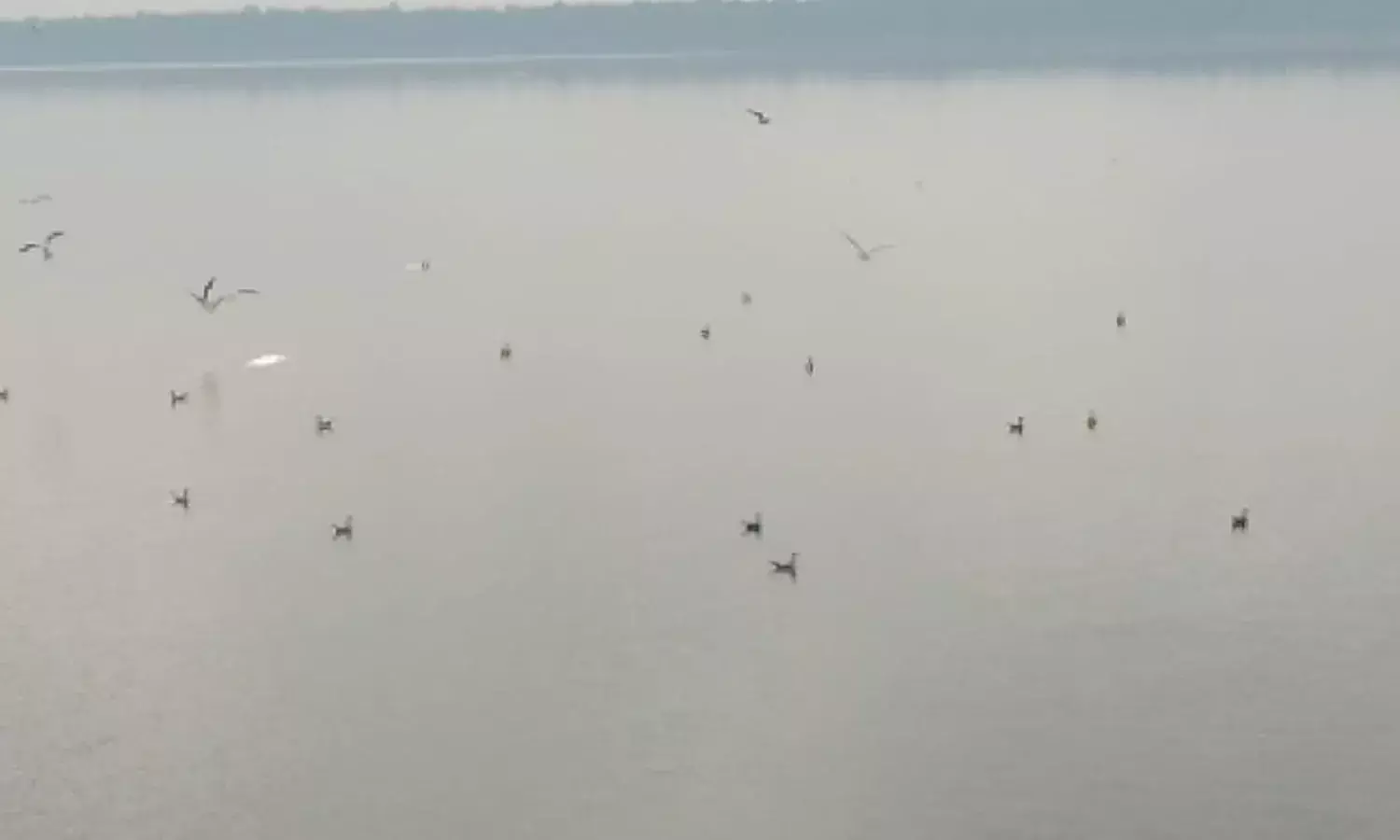 हजारों किलोमीटर और जान जोखिम में डाल कर प्रवास को आते हैं यह पक्षी…