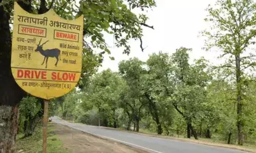 रातापानी अभ्यारण्य प्रदेश का 9वां टाइगर रिजर्व घोषित, भोपाल की पहचान टाइगर राजधानी के रूप में होगी…