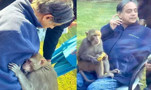 अखबार पढ़ते वक्त शशि थरूर की गोद में बैठा बंदर, केला खाया, गले लगाया और सो गया, तस्वीरें वायरल