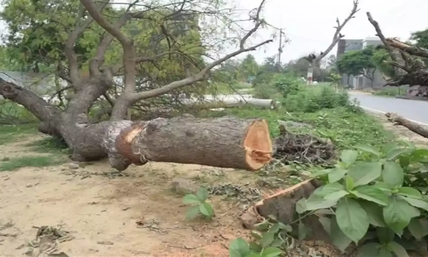 पेड़ों की कटाई पर लगी रोक हटी, हाईकोर्ट ने मामला बड़ी बेंच को सौंपा…