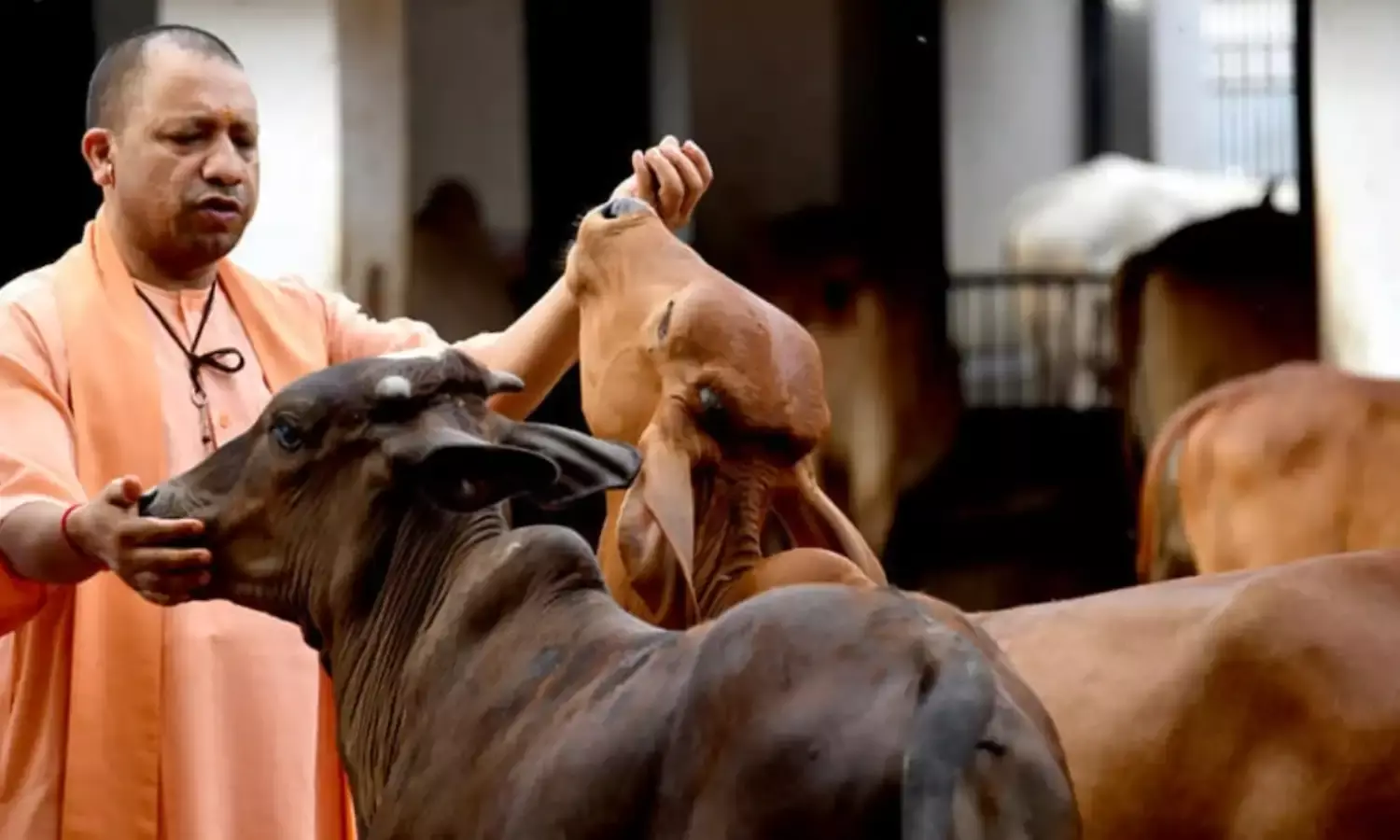 गाय के दूध उत्पादन में नंबर वन बनने की ओर उत्तर प्रदेश… गाय के दूध उत्पादन में नंबर वन बनने की ओर उत्तर प्रदेश…