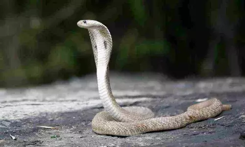 नाग को मारने वाले युवक को डस चुकी चार बार, पढ़िए पूरा मामला…