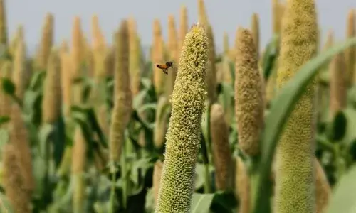 श्रीअन्न की खेती करने वाले किसानों को मालामाल कर रही योगी सरकार…