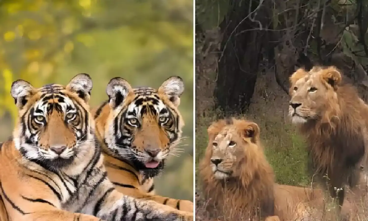 16 साल बाद समझौता तय