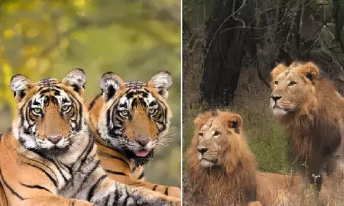 16 साल बाद समझौता तय