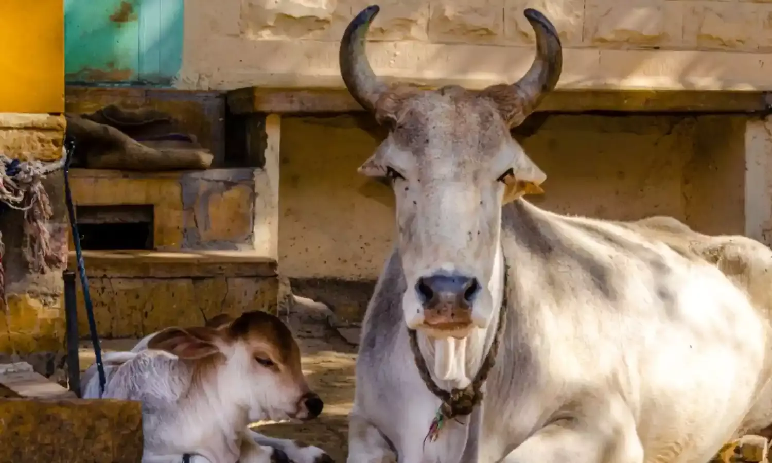 एक गाय के गोबर-गोमूत्र प्रसंस्कृत कर हो सकती है चार एकड़ में खेती…