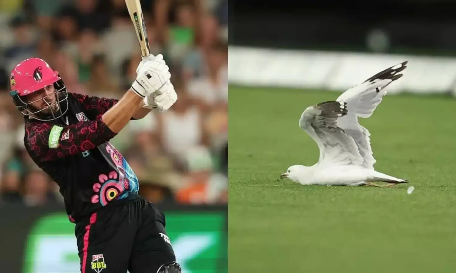 James Vince Hits Seagull James Vince Hits Seagull