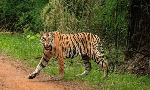 Bhopal Tiger Movement Bhopal Tiger Movement