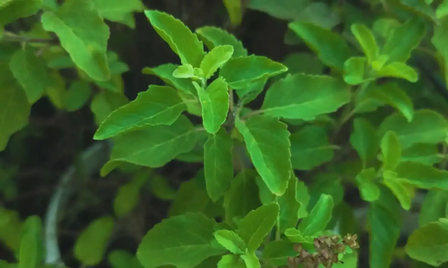 सर्दियों में रोजाना तुलसी के पत्ते खाने से होते हैं ग़ज़ब के फ़ायदे, जानें डिटेल्स सर्दियों में रोजाना तुलसी के पत्ते खाने से होते हैं ग़ज़ब के फ़ायदे, जानें डिटेल्स