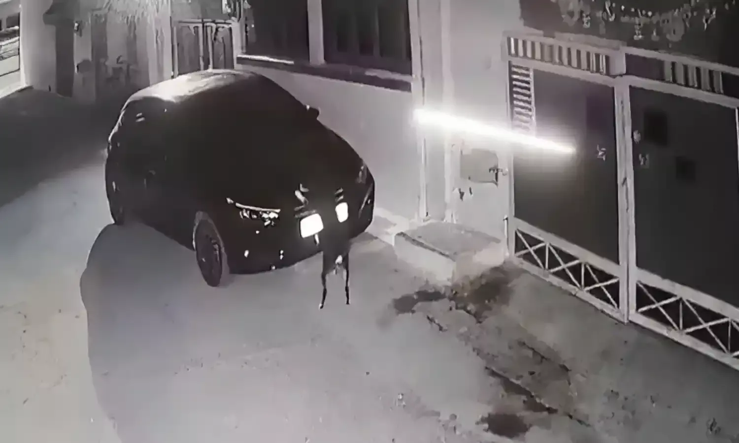 Dog Revenge In Sagar