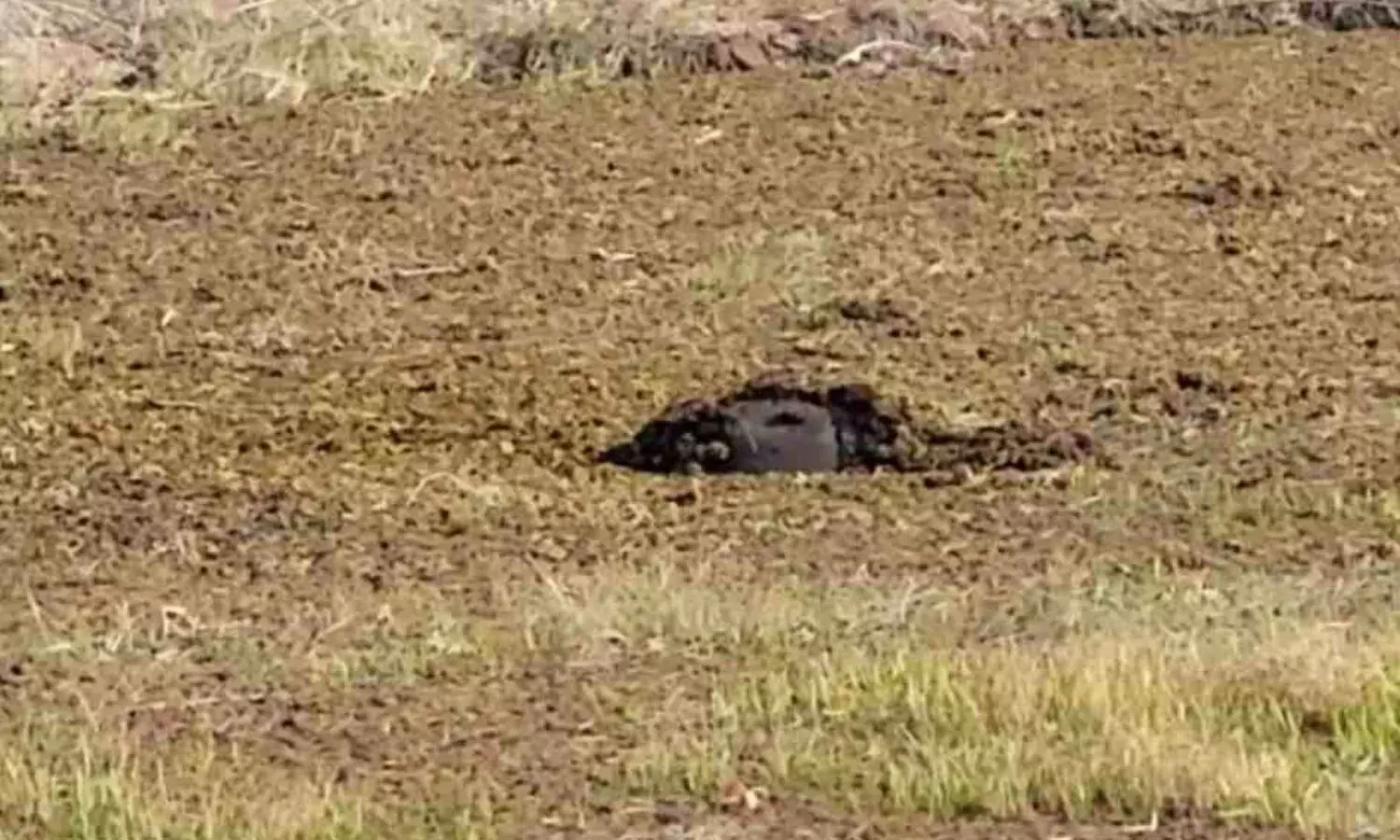 रायगढ़ में हो रही हाथियों की संदिग्ध मौत, वन विभाग में हड़कंप; 24 घंटे में दूसरा मामला