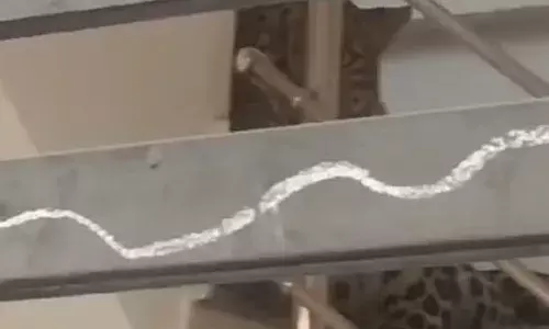 Indore Leopard Video