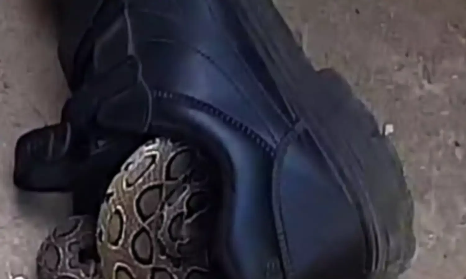 जूते से निकला जहरीला सांप