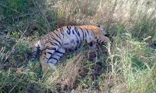 अचानकमार टाइगर रिजर्व में बाघिन की मौत