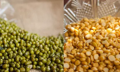 शरीर के लिए मूंग, मसूर और चना क्या ज्यादा फायदेमंद, जानें किसमें ज्यादा होता है प्रोटीन