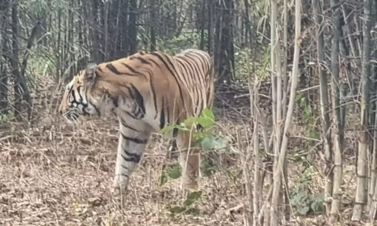 सिंगरौली के माडा जंगल से भागी बाघिन की मौत, DFO समेत वन अमला जांच में जुटा