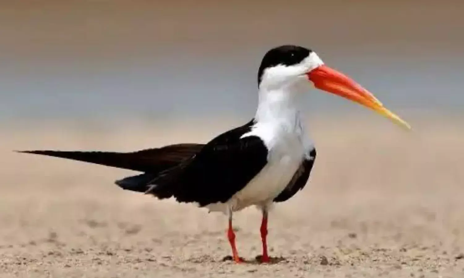 स्कीमर पक्षी को बनाया गया बर्ड फेस्टिवल का मैस्कट, महाकुम्भ-2025 में बर्ड फेस्टिवल आज, सारी तैयारियां पूरी…