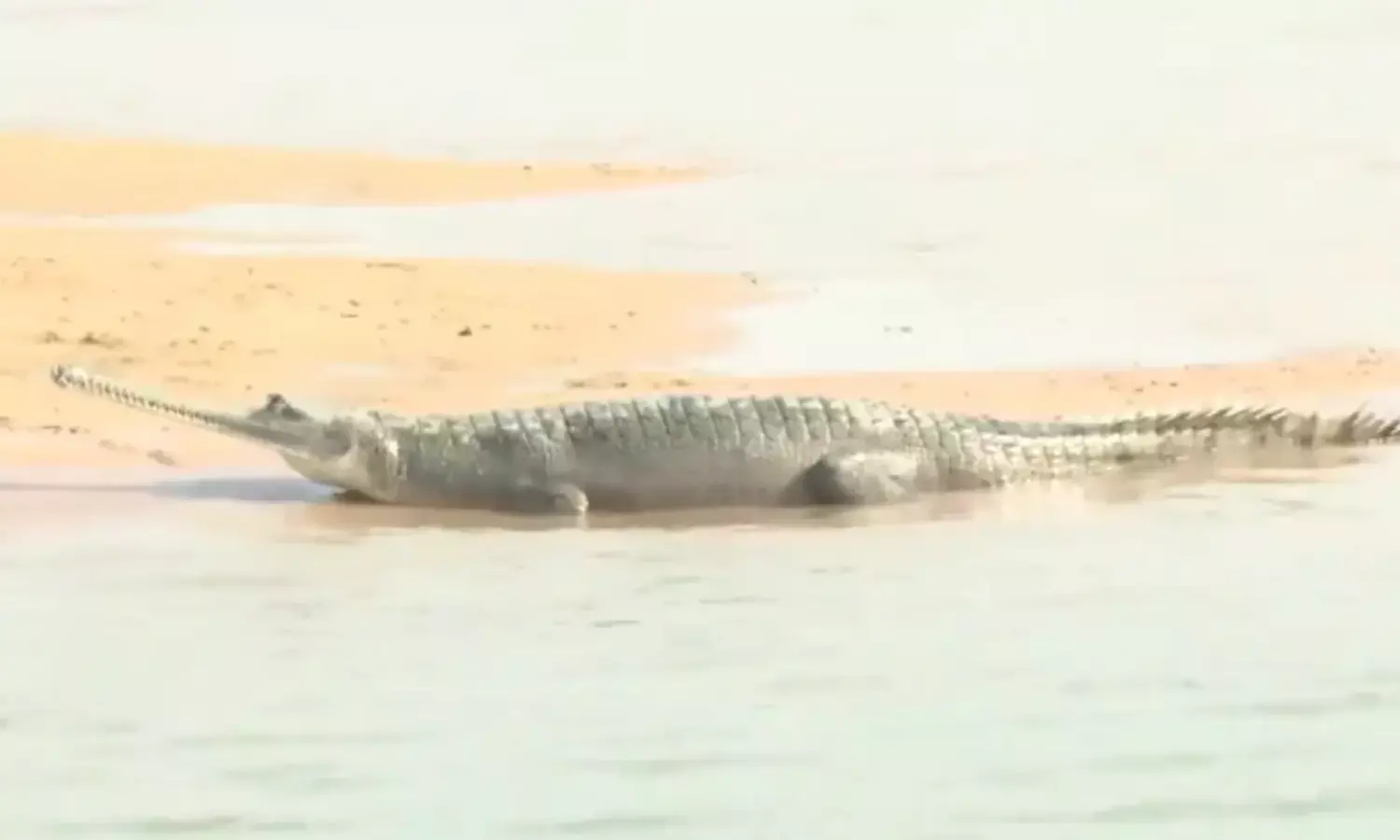 चंबल की पहचान अब बागी नहीं, घड़ियालों से