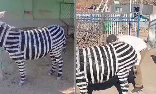 वाह! चीन का जुगाड़ु दिमाग, गधे को जेब्रा बनाकर कर दिया पेश, खुली असलियत वीडियो वायरल