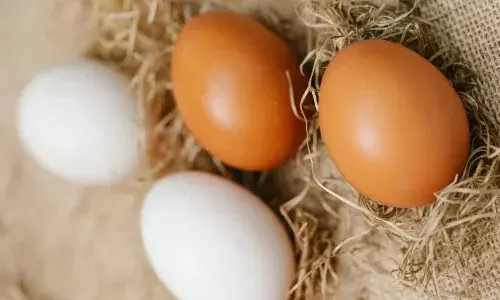 देसी या सफ़ेद अंडा दोनों में कौन है ज्यादा फायदेमंद, जानें हमारे शरीर के लिए दोनों में कौन बेहतर