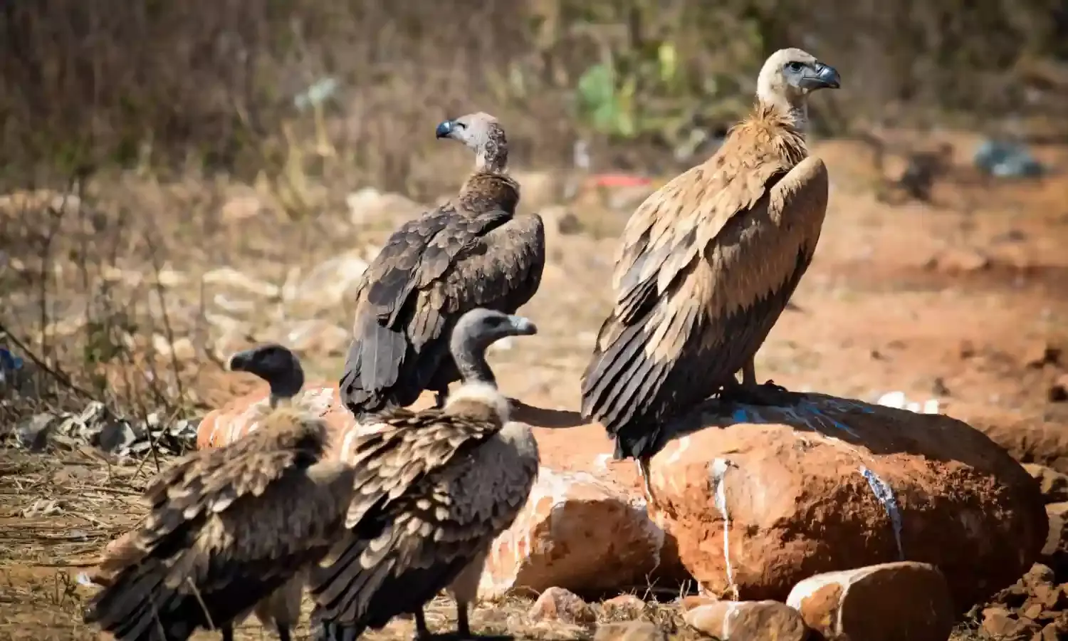 विलुप्त होती प्रजाति के लिए MP नया बसेरा, जानिए मध्य प्रदेश में गिद्धों की संख्या